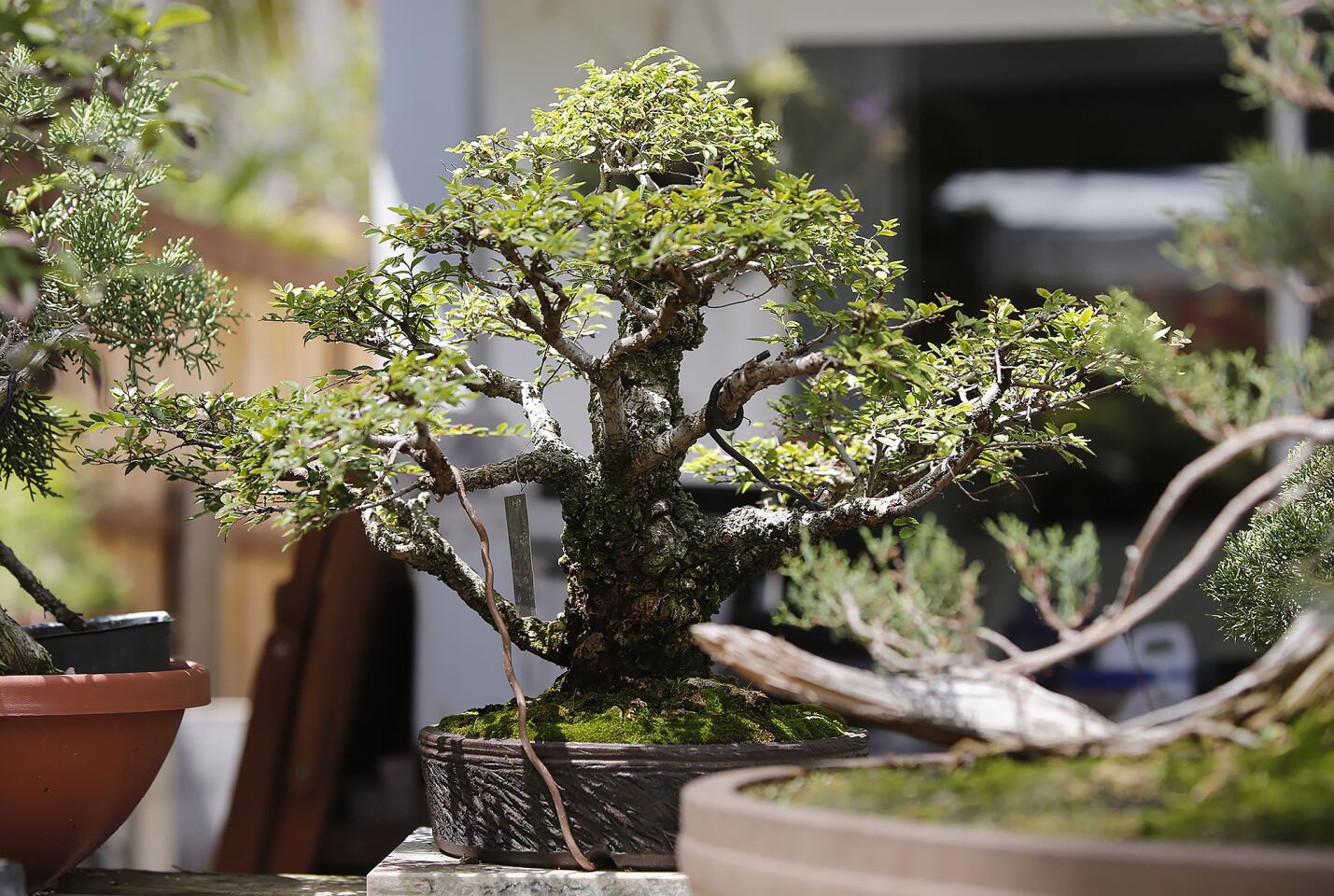 Manny Marinez and his backyard bonsai tree gallery