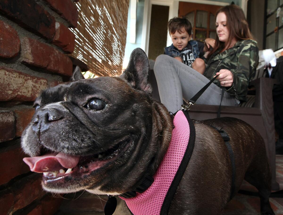 Bella, a French bulldog, with her owner Carrie Jo Hubrich and son Pressly, 2, on Friday, October 23, 2015. Bella went missing four years ago and was recently found and returned to Hubrich.