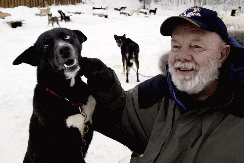 FILE - Author Gary Paulsen sits with his favorite Alaskan husky, Flax, at his Willow, Alaska, home on Feb. 10, 2005. Paulsen died Wednesday, Oct. 13, 2021 at age 82. (AP Photo/Al Grillo, File)