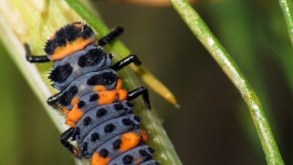 Garden Mastery Here S How To Identify And Manage Insect Pests In Your Garden The San Diego Union Tribune