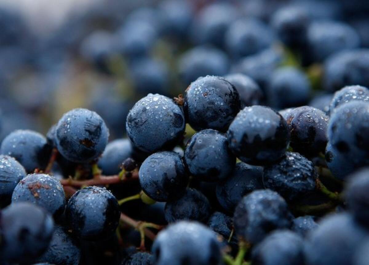 Merlot grapes in Napa. U.S. wine exports hit a record high of $1.4 billion in 2012.