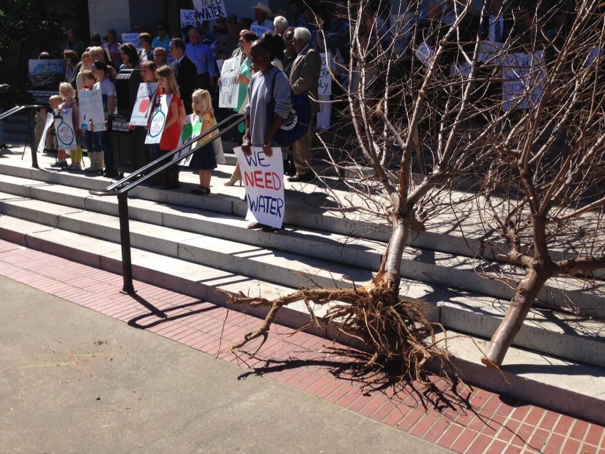 Dead almond trees were laid on the steps of the Capitol in Sacramento as Republican lawmakers, amid the drought, urged California to build new reservoirs as soon as possible. Their proposal for an expedited environmental review was rejected by an Assembly committee.