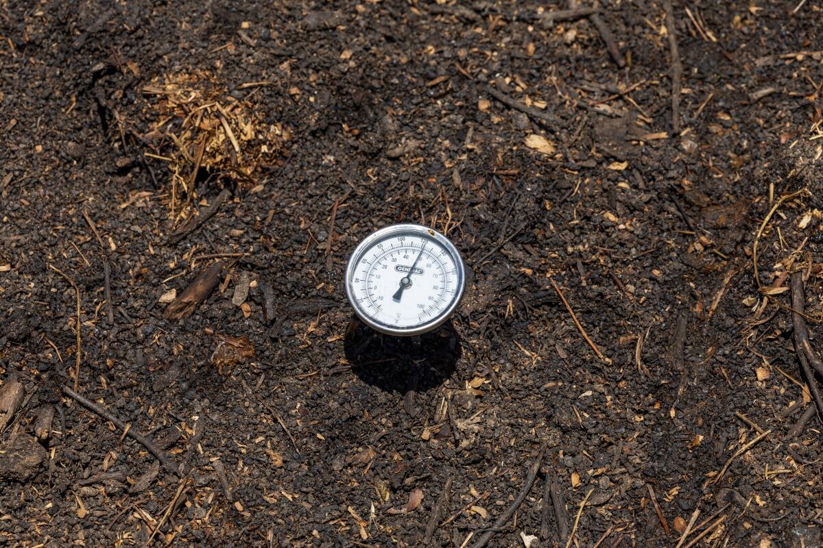 A thermometer measures the temperature of a compost pile at ?mevive in Los Olivos. 