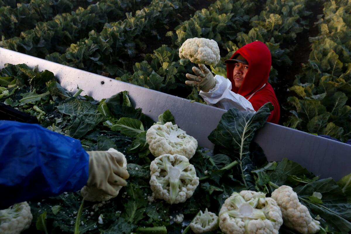 Gerardo Rivera of Mexicali, Mexico, picks cauliflower along with other seasonal agricultural workers holding H-2A visas on a farm in Greenfield, Calif., on March 15.