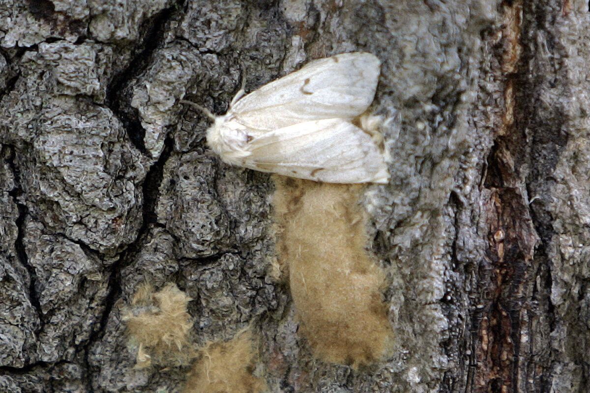 A female Lymantria dispar moth lays her eggs on the trunk of a tree.