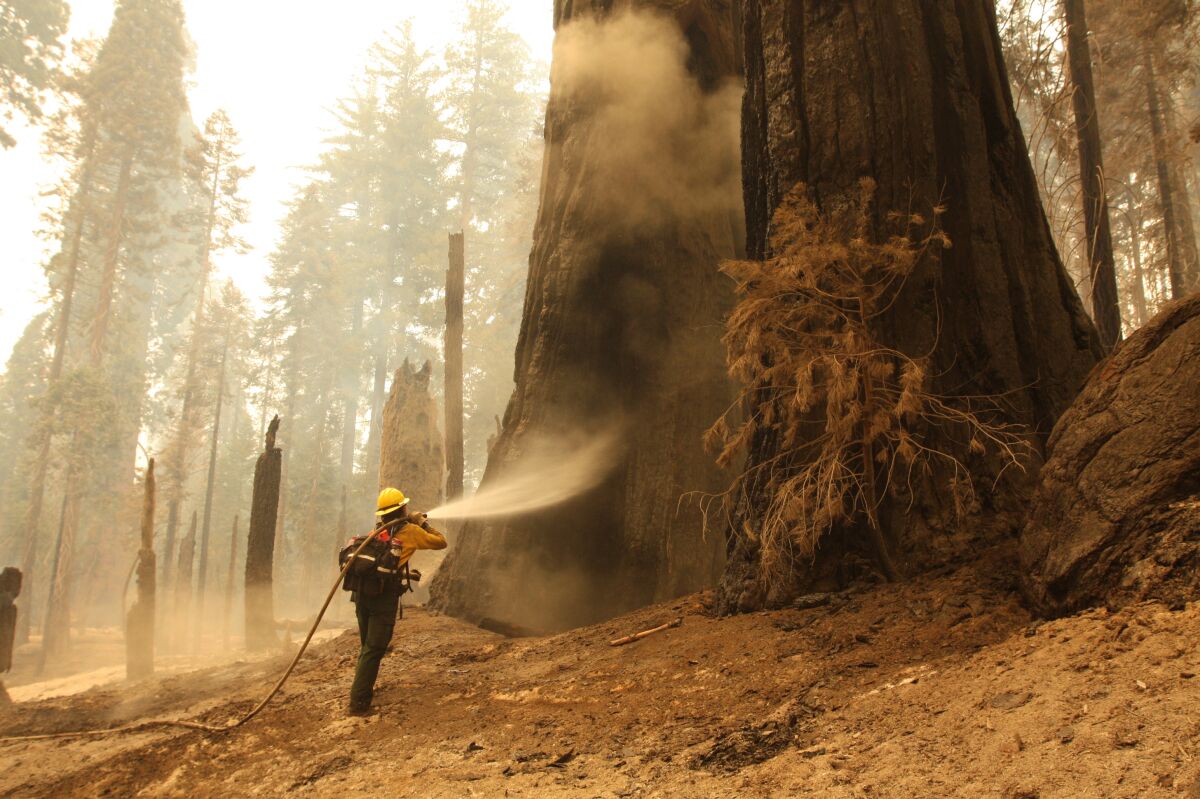 A firefighter sprays water on sequoia trees on the Trail of 100 Giants.