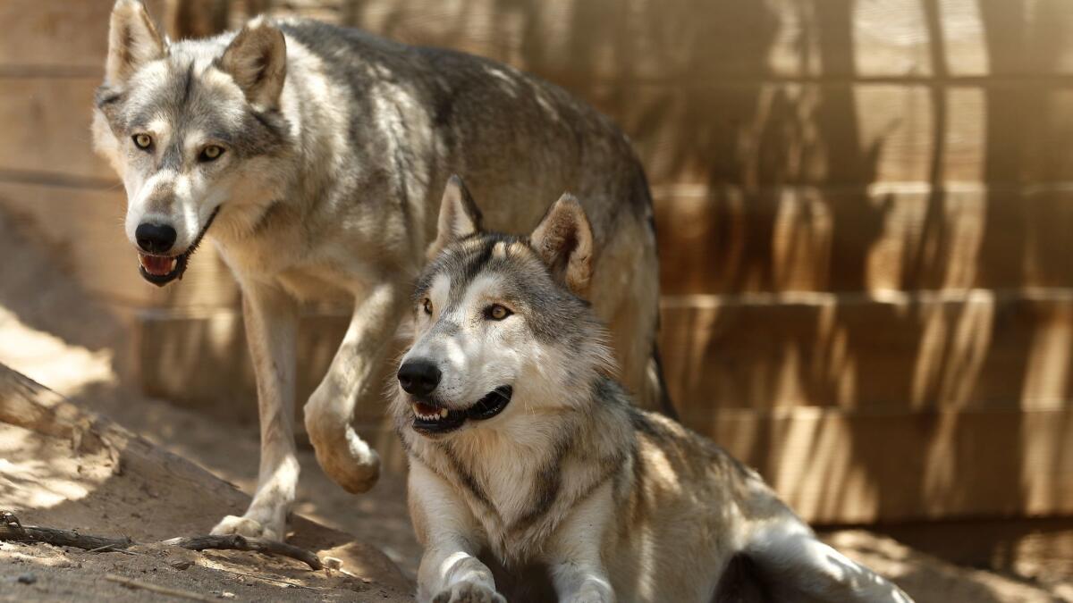 A female wolf, left, and a male wolf are two of the 15 now residing at the Wildlife Waystation in the Angeles National Forest