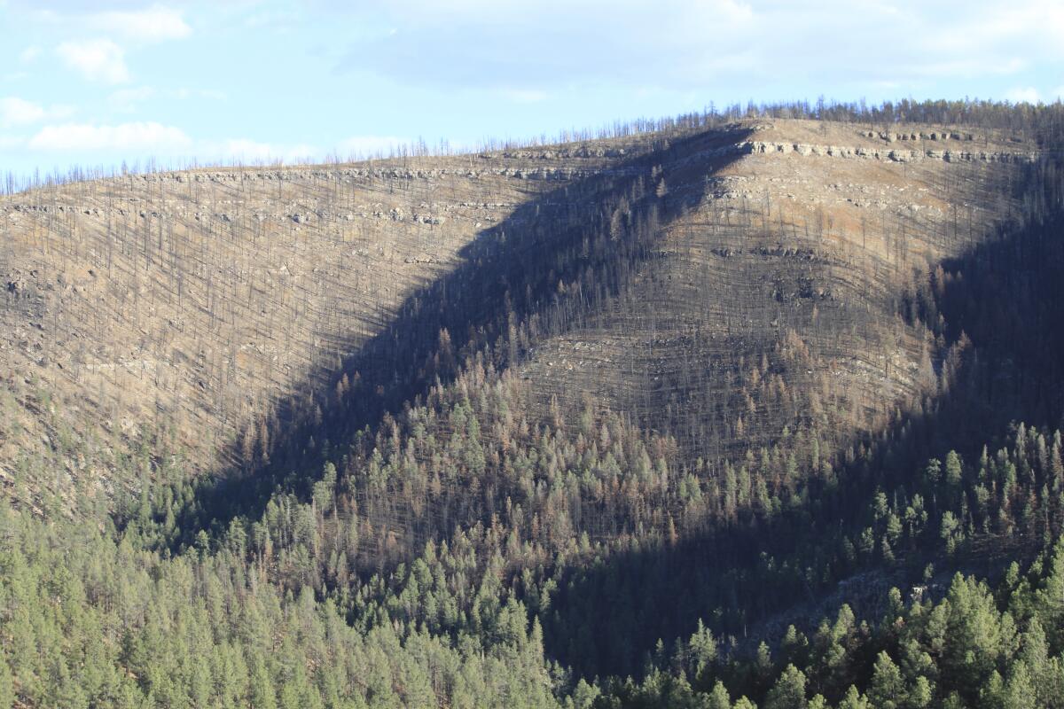 Árboles quemados tras un incendio forestal en El Porvenir, Nuevo México, 