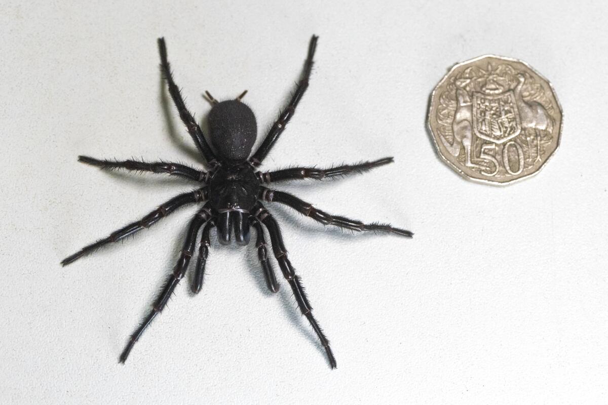 Funnel-web spider next to a coin for scale