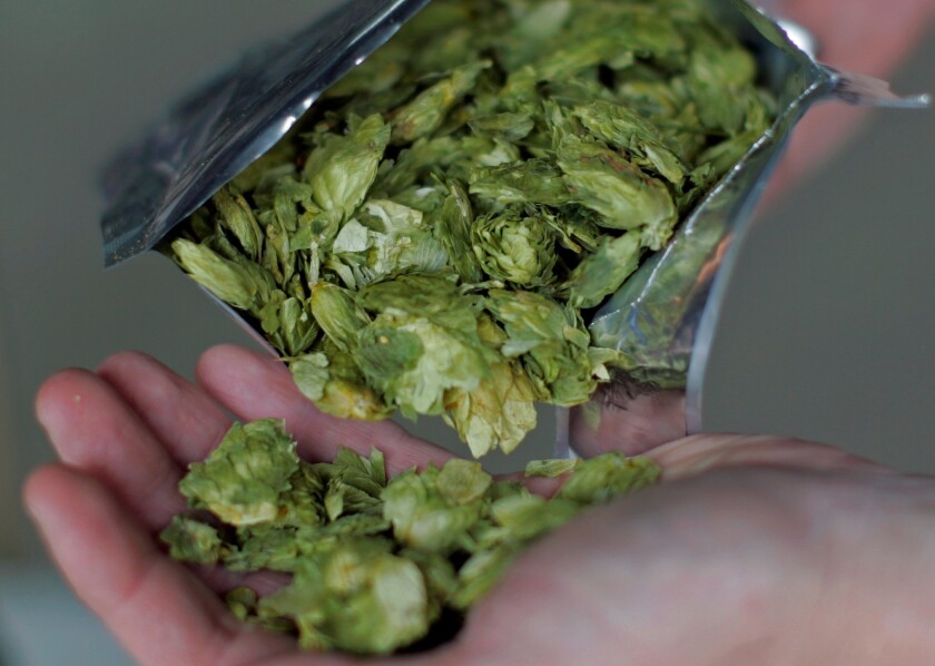 Hops -- the magic ingredient in so many beers.