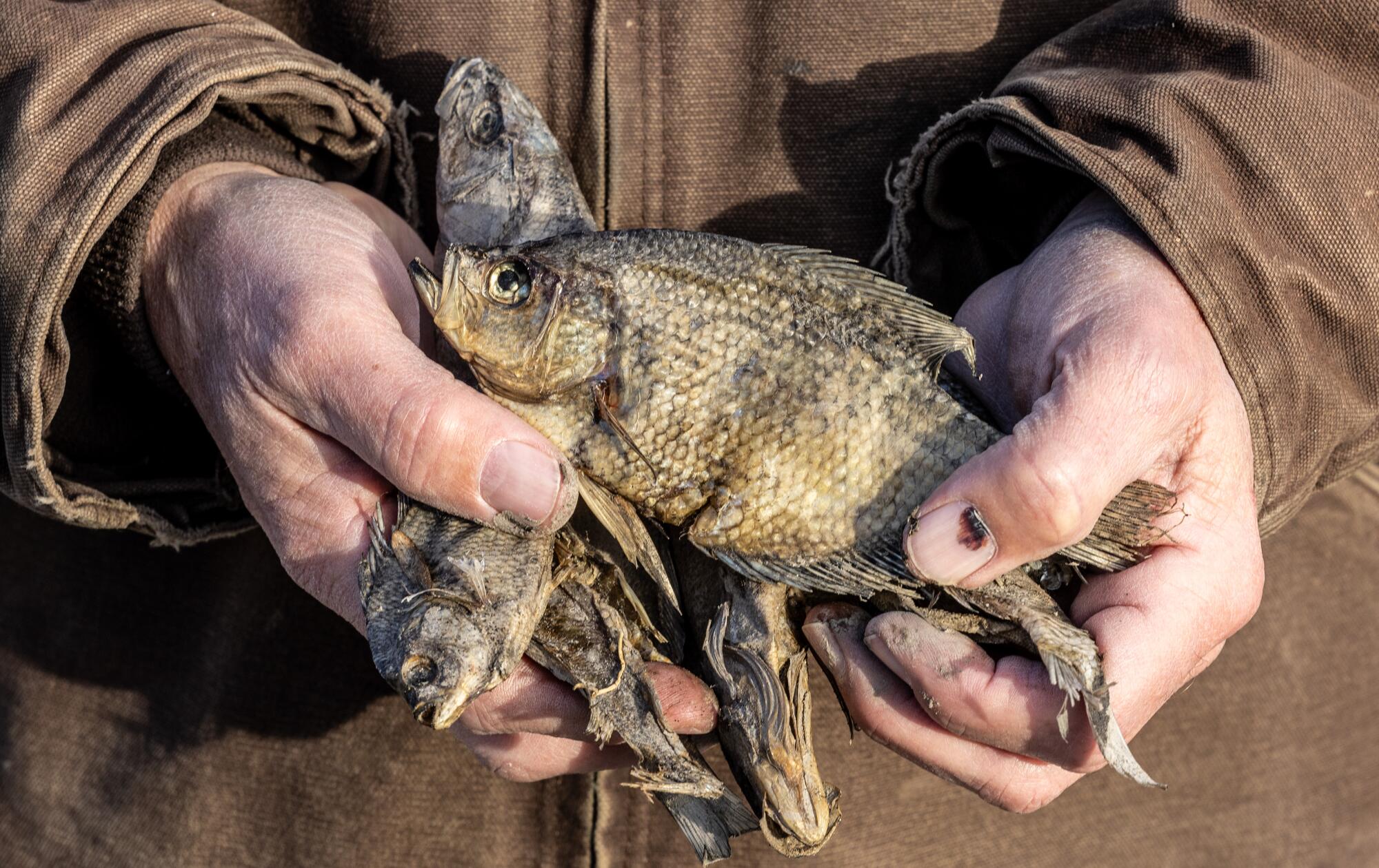 A closeup of a pair of hands holding the dried remains of several small fish
