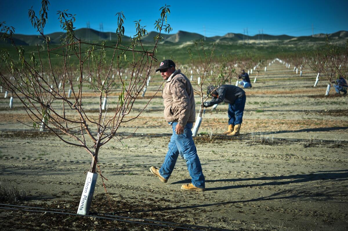 Jesus Fuentes Martinez, of Dos Palos, ties young almond trees as he works for farmer Joe del Bosque in January in Firebaugh, Calif.