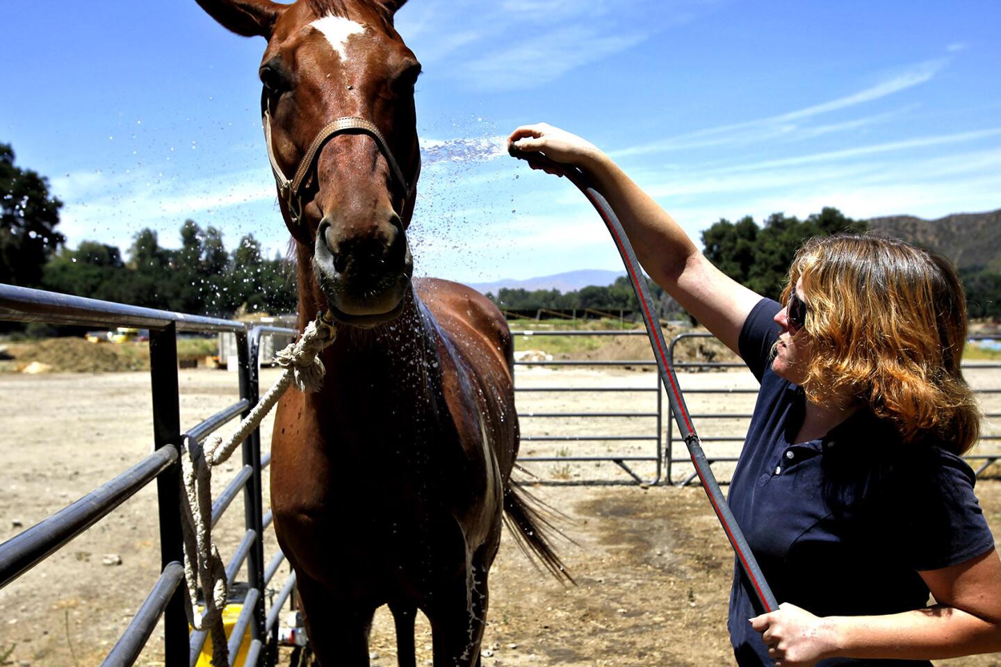 Horse going to greener pastures after owner's heartbreaking tragedy