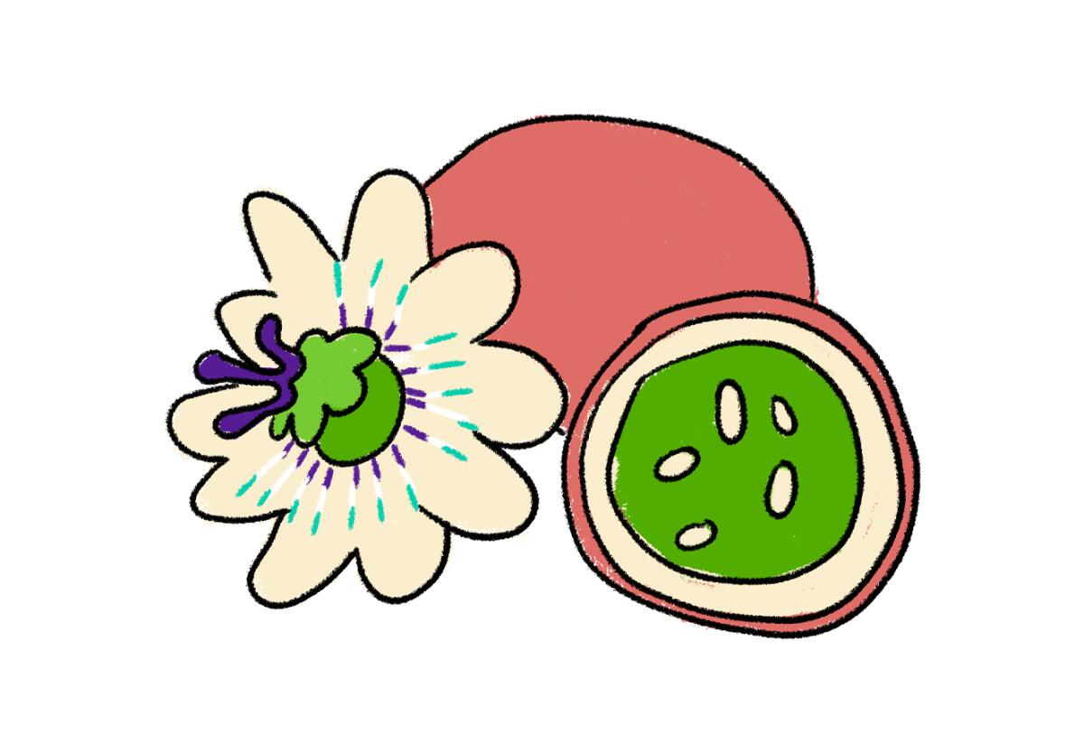 Illustration of a passion fruit and flower