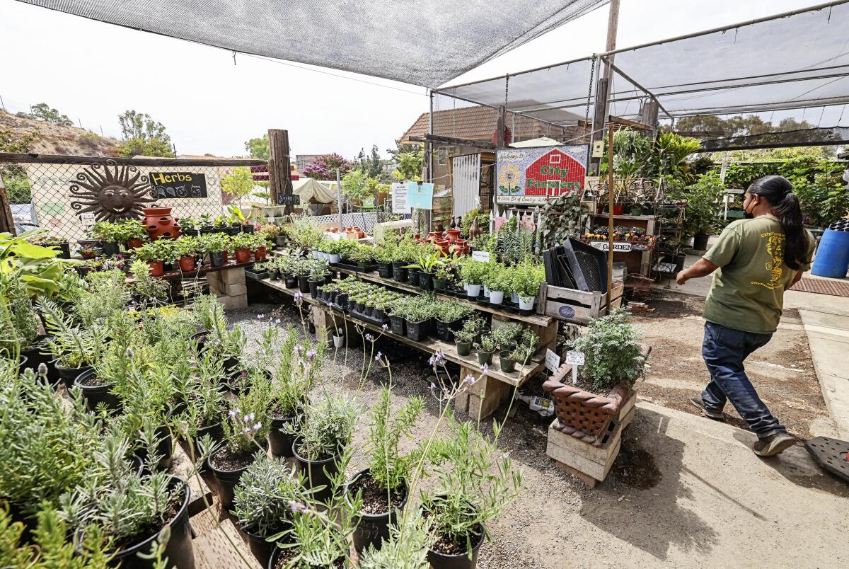Beautiful plants for sale at City Farmers Nursery.