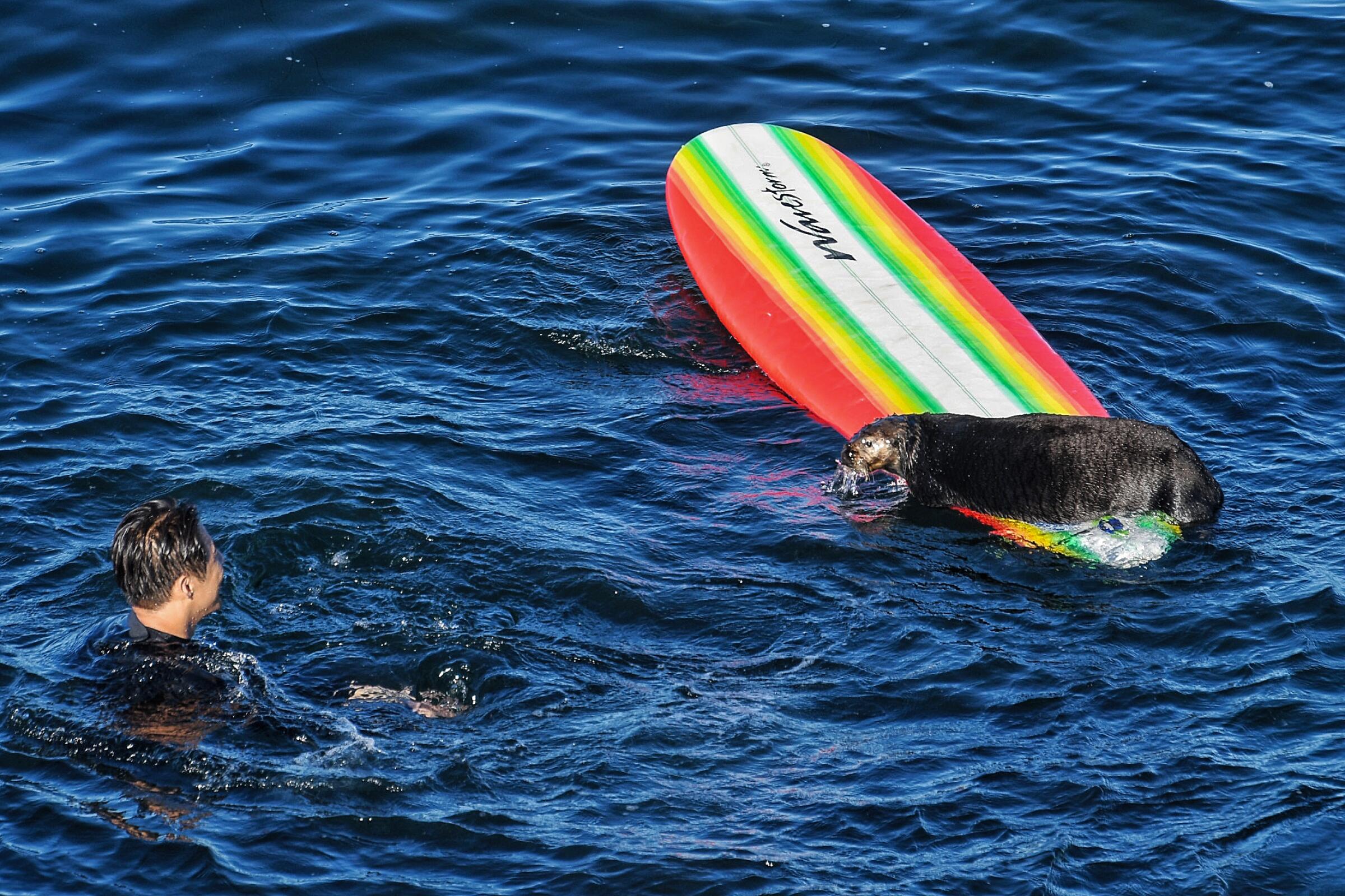 A sea otter on a surfboard looks at a person in the ocean.