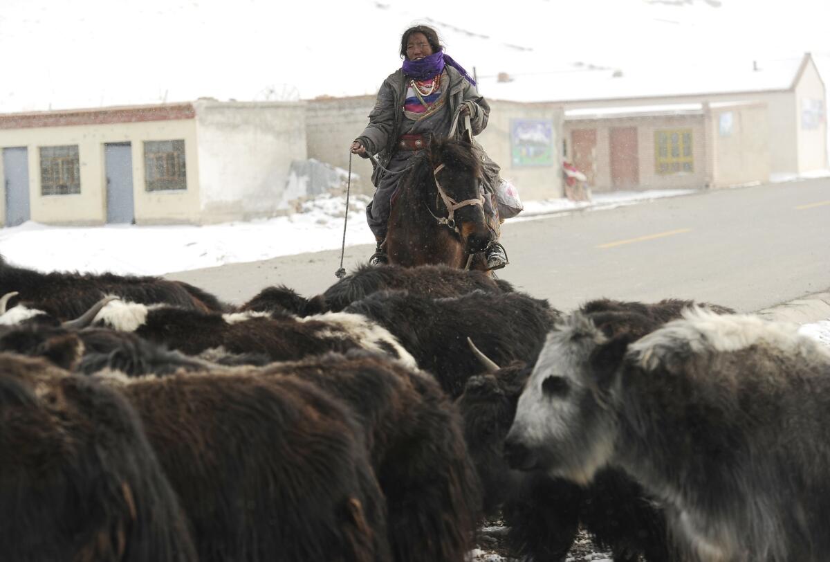 A Tibetan woman rounds up her herd of yak near small brick houses erected in the rugged and mountainous terrain of the Tibetan Autonomous Region.