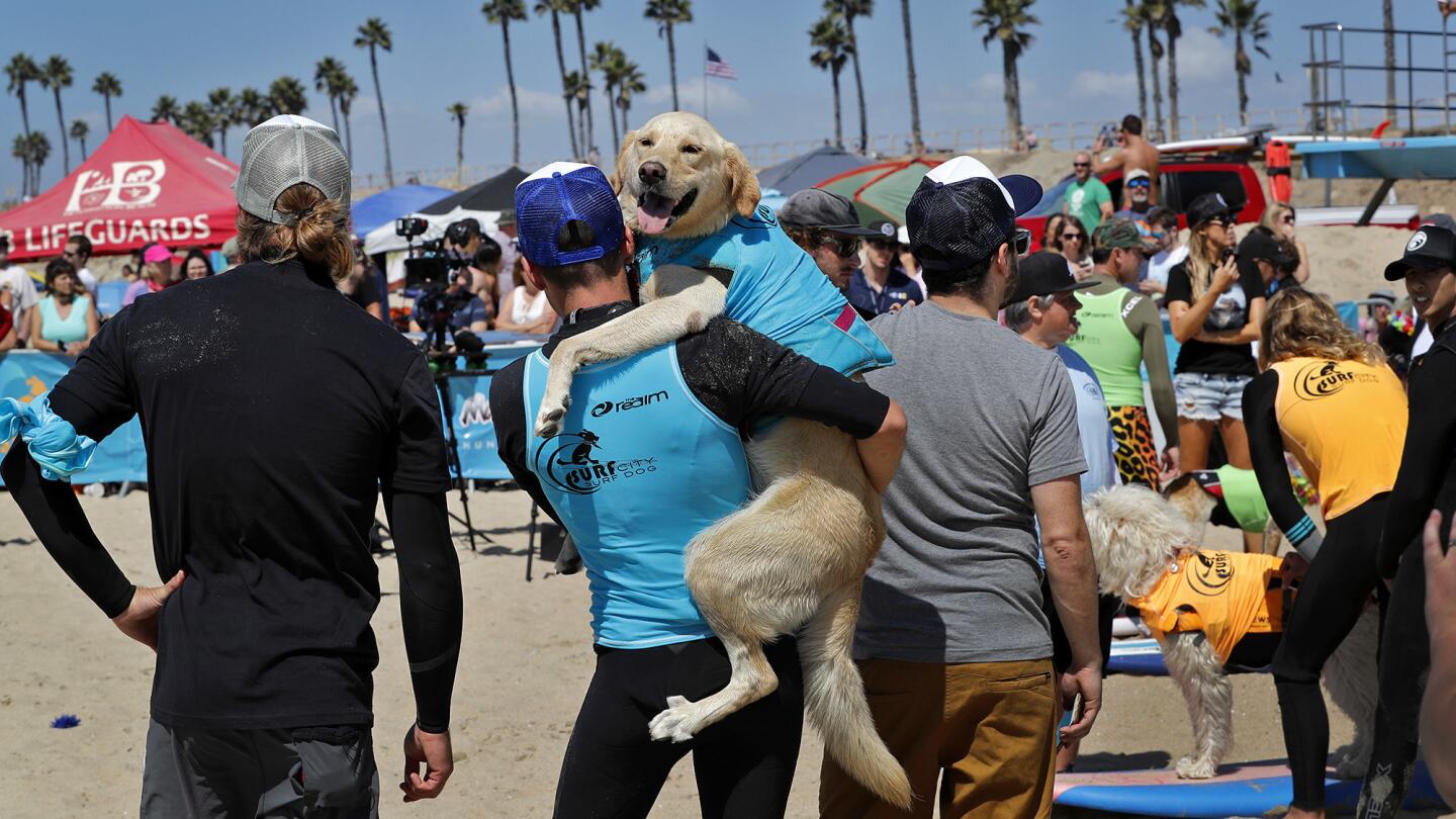 Surf dogs show their stuff