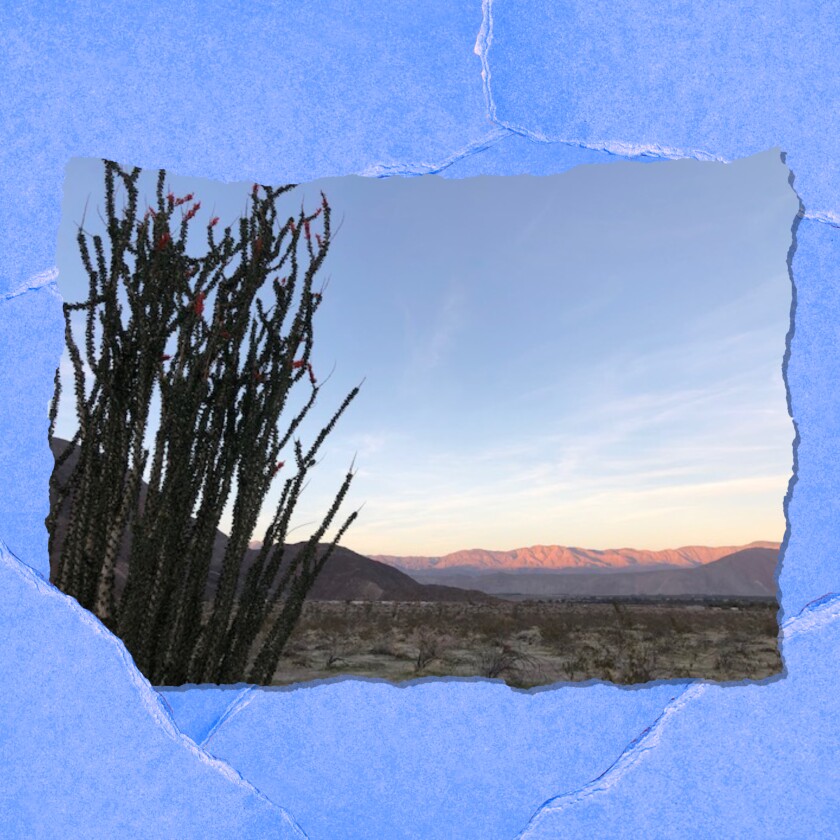 Desert scrub is seen; in the background, the setting sun highlights low mountains pink.