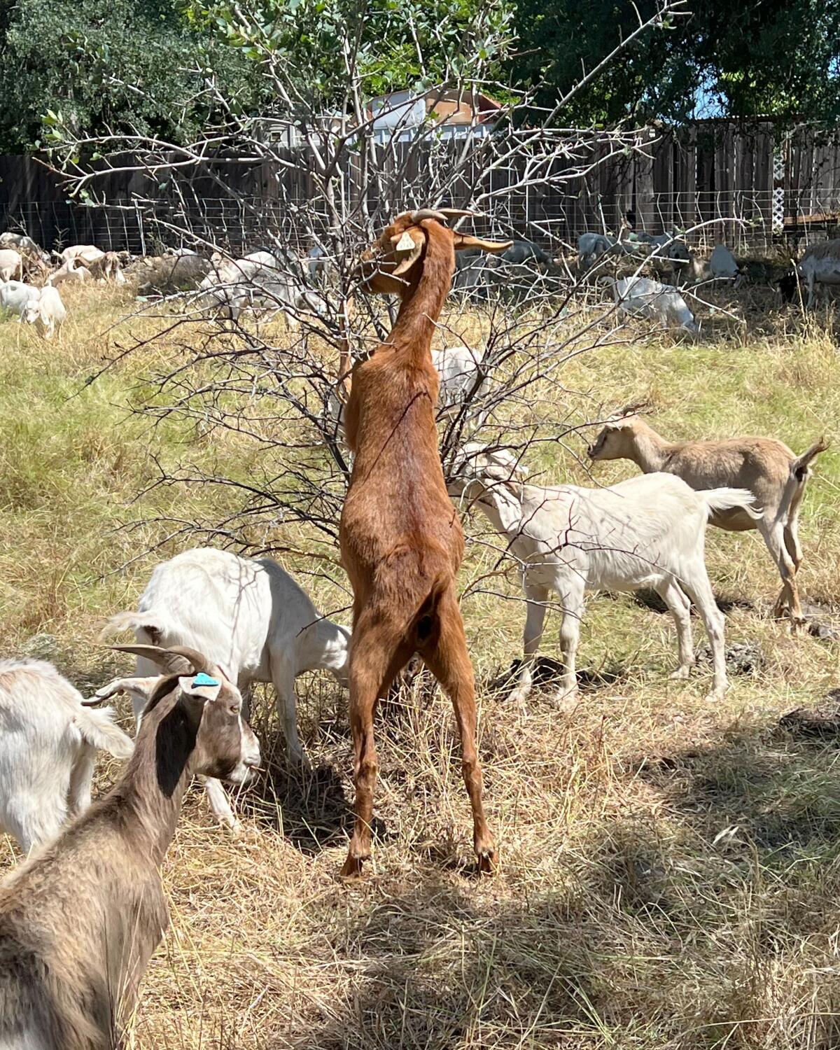 A pack of goats grazes on dry gras. One stands on its hind legs eating a shrub.