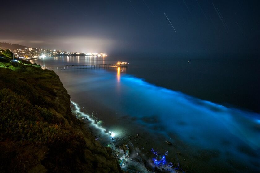 A plankton blood produce bioluminescent light in La Jolla in spring 2020.