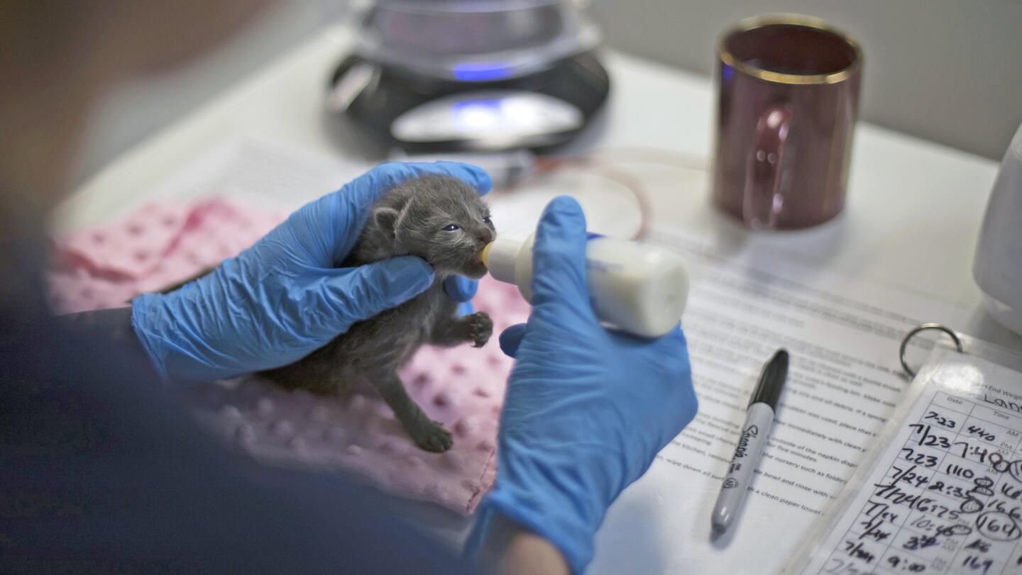 Inside a no-kill kitten nursery