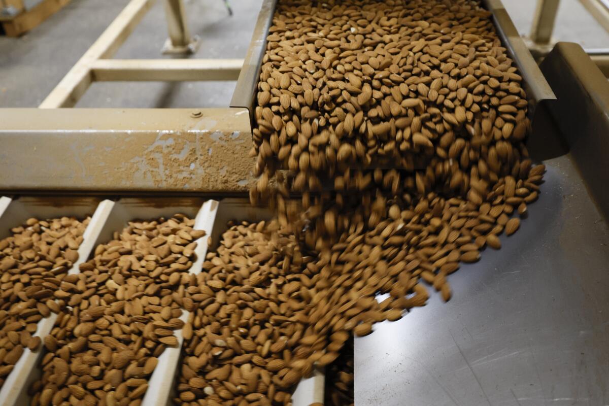Almonds enter a processing machine in Manteca, Calif., on July 24.