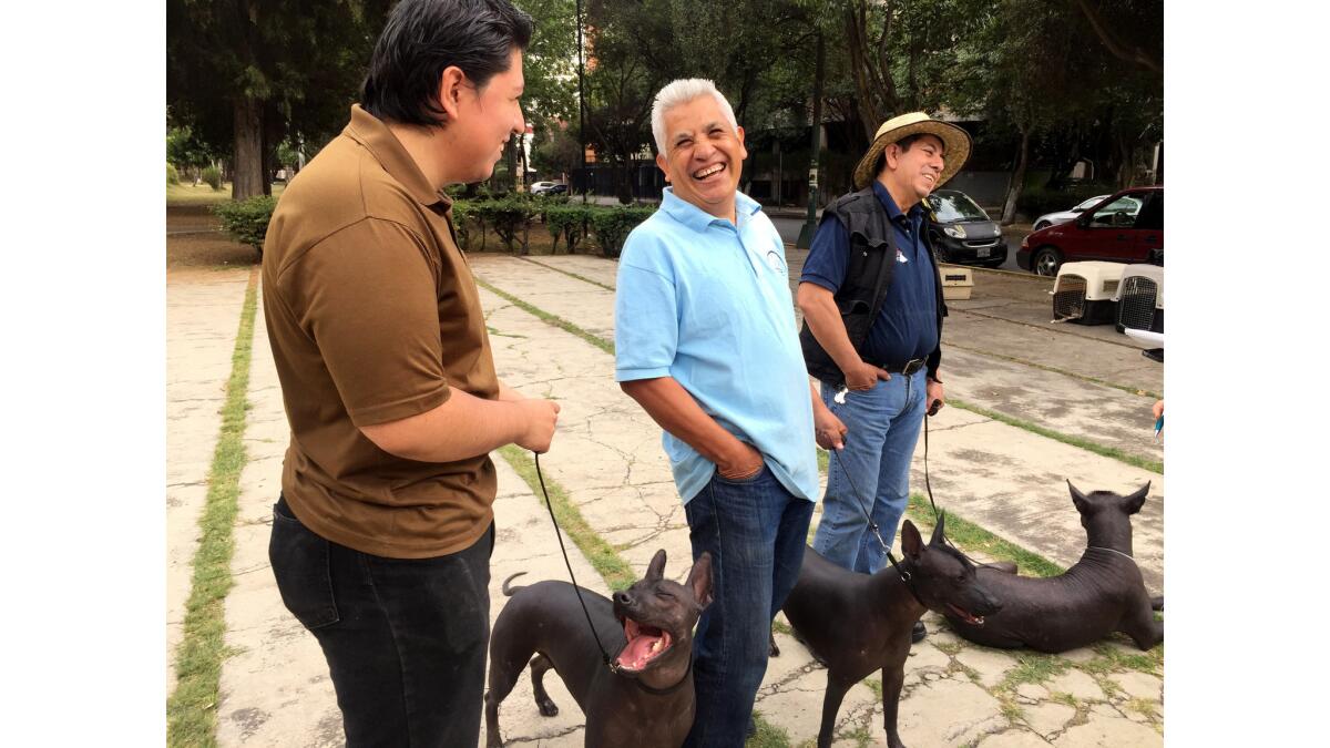 Miguel Angel Retana, 61, right, owns more than 40 Xoloitzcuintles. He is pictured with other members of Friends of Xoloitzcuintles Without Borders in Mexico City.