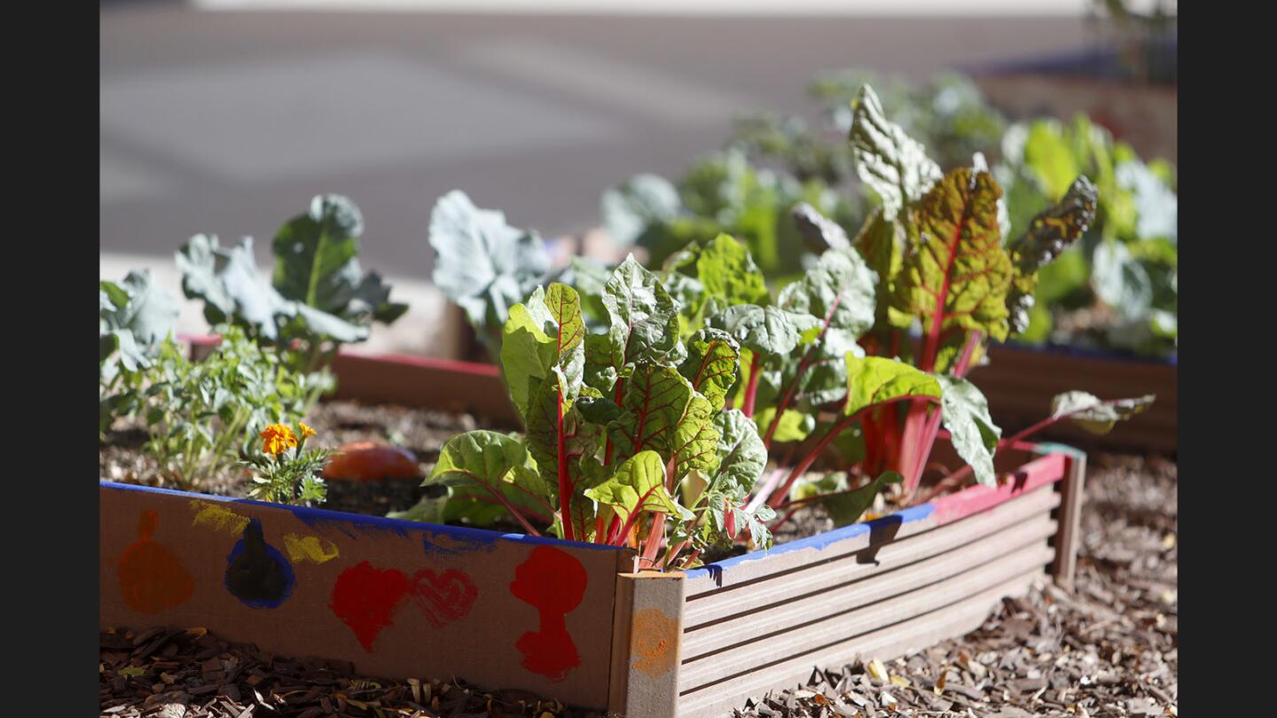 Photo Gallery: Edison Elementary/Glendale Kiwanis unveil new vegetable gardens on school grounds