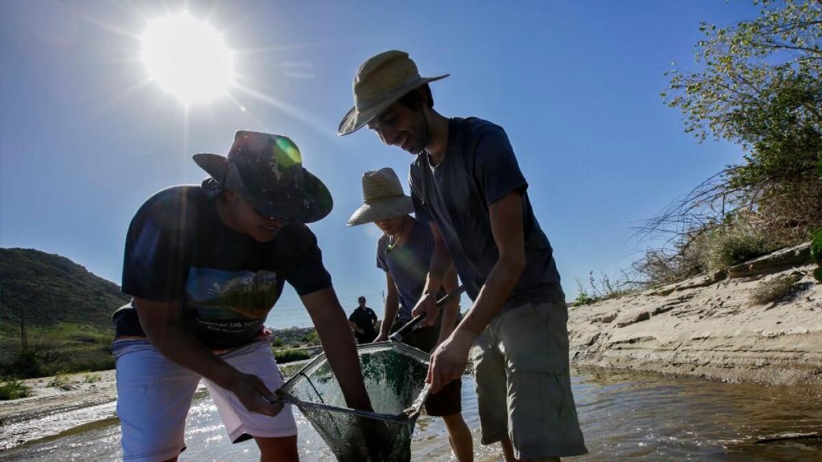 Brian Wang, 20, left, Perry Lau, 21, and Parsa Saffarinia, 24, all students from UC Riverside, catch and rescue threatened Santa Ana suckers from receding waters of the Santa Ana River after a nearby water treatment planted halted its outflows for maintenance.
