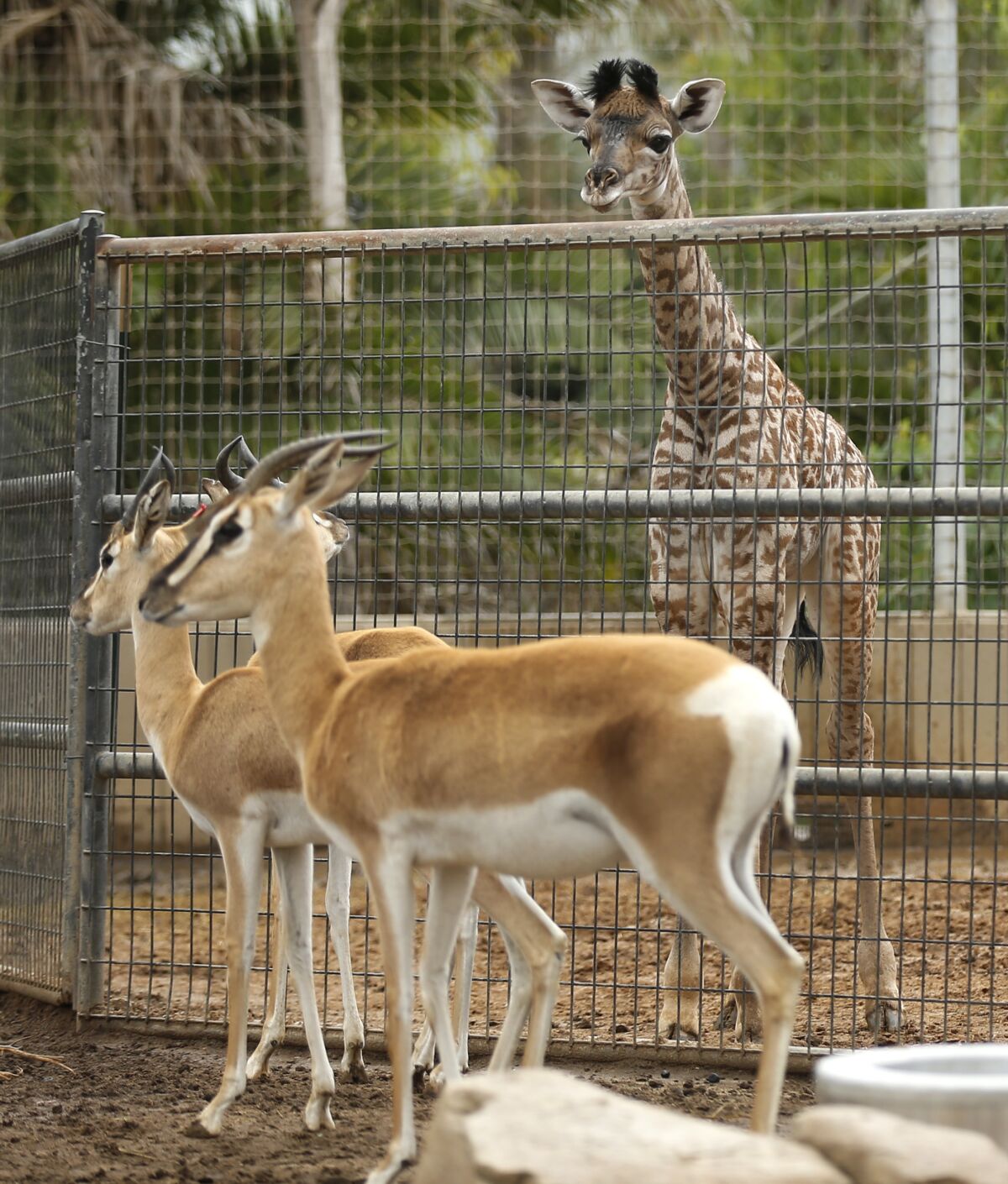 A baby giraffe looks over at some gazelles at the San Diego Zoo on Thursday. The female, Masai giraffe calf was born on Sunday and was 154 lbs and 6’ 1” tall at birth. She is the first calf of mother, Domibella. Her father is the bull of the herd, Fred.