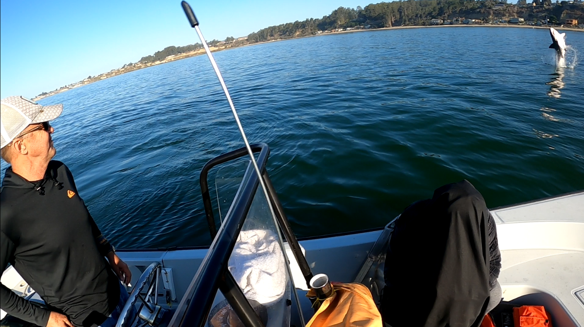 A man on a boat watches a young shark breach