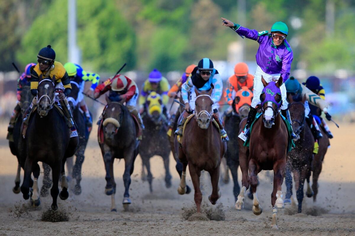 California Chrome, with a celebrating Victor Espinoza aboard, leads the charge to the finish line.