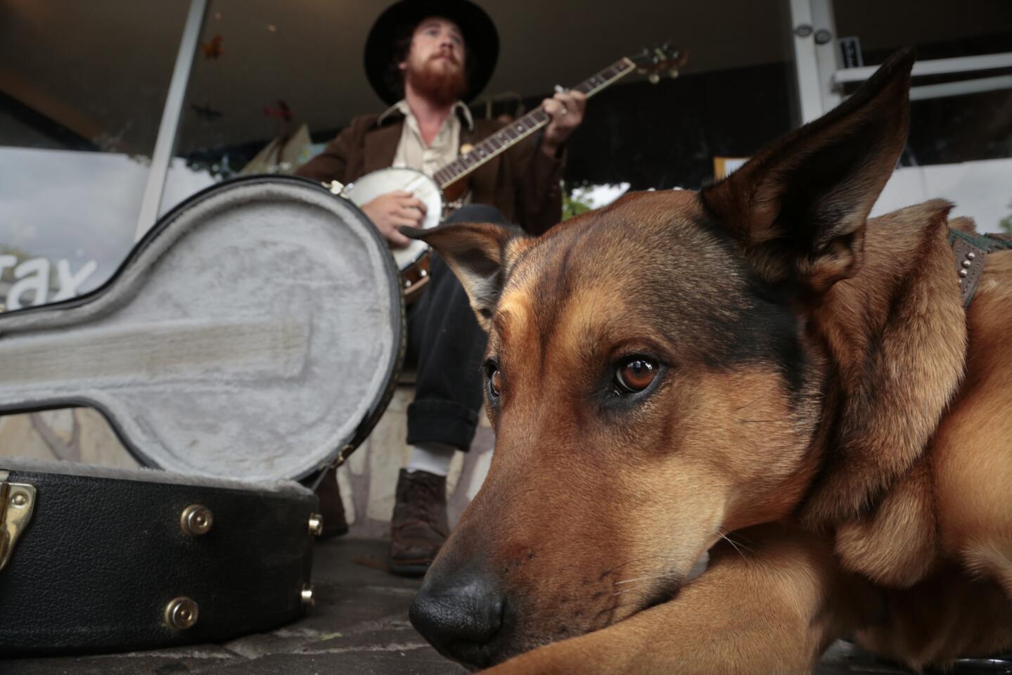 Street musician Cody Meyocks, 26, serenades passersby in Ashland, Ore.'s, downtown plaza. At his feet, his faithful -- and very chill -- dog.