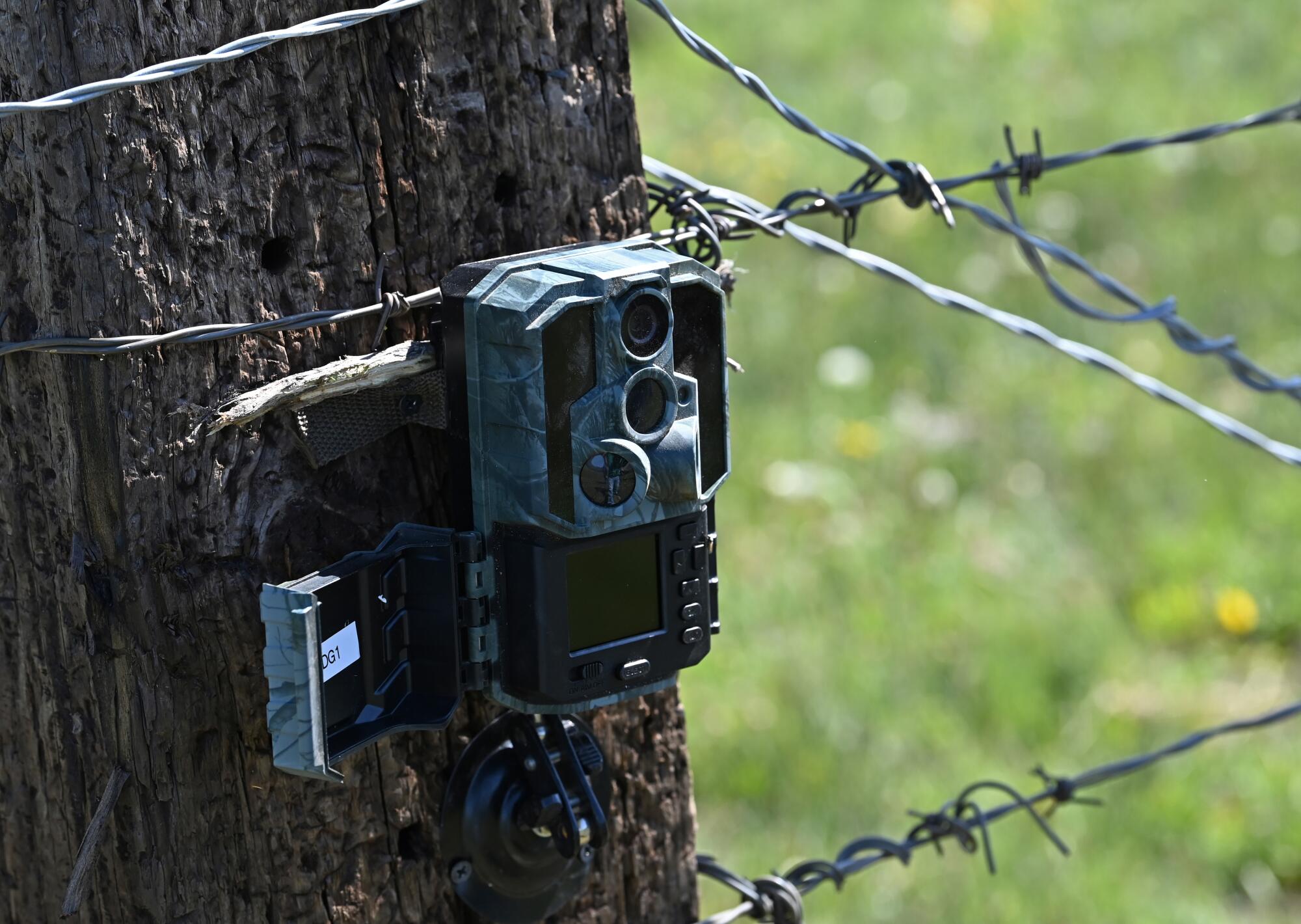A camera attached to a fence port monitors wolf activity.