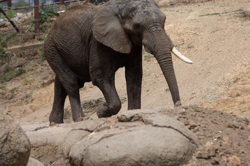 An elephant named Osh at the Oakland Zoo on Sunday, Aug. 11, 2024, in Oakland, Calif. Osh, the lone elephant remaining from a once thriving group of four at the Oakland Zoo, will head for Tennessee to the nation's largest elephant sanctuary this fall. (Aric Crabb/Bay Area News Group)