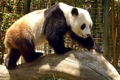 Pandas at China's Wolong Giant Panda Protection and Research Center