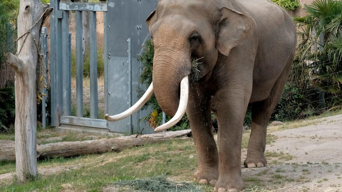 Billy, an Asian elephant, roams in his habitat at the Elephants of Asia exhibit at the Los Angeles Zoo in April.