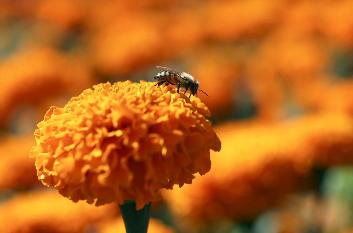 A bee collects pollen from a marigold flower at the Mellano & Company farm on Friday, October 25, 2019 in Oceanside, California.