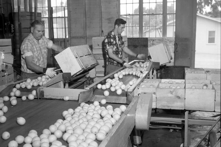 Lemon sorting in Fallbrook in 1957.