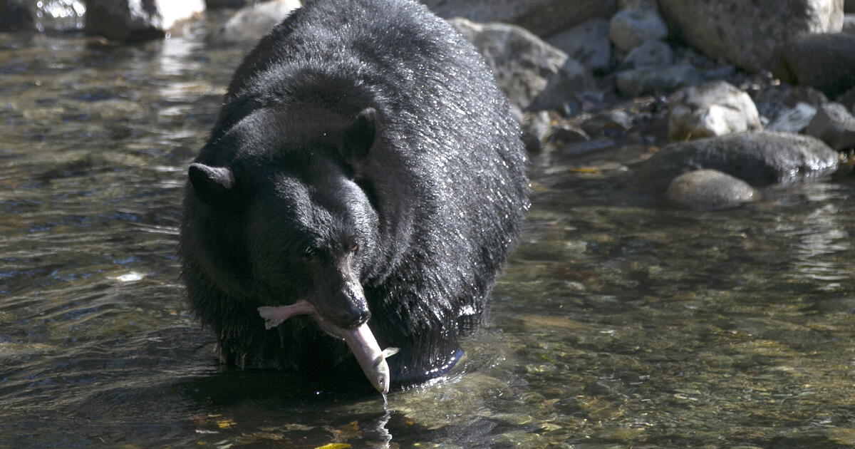 Woman's death marks California's first fatal black bear attack Los