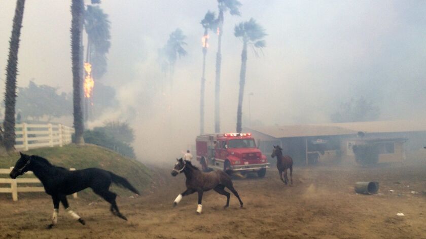 An Estimated 25 Horses Die In Fires At San Luis Rey Downs Los