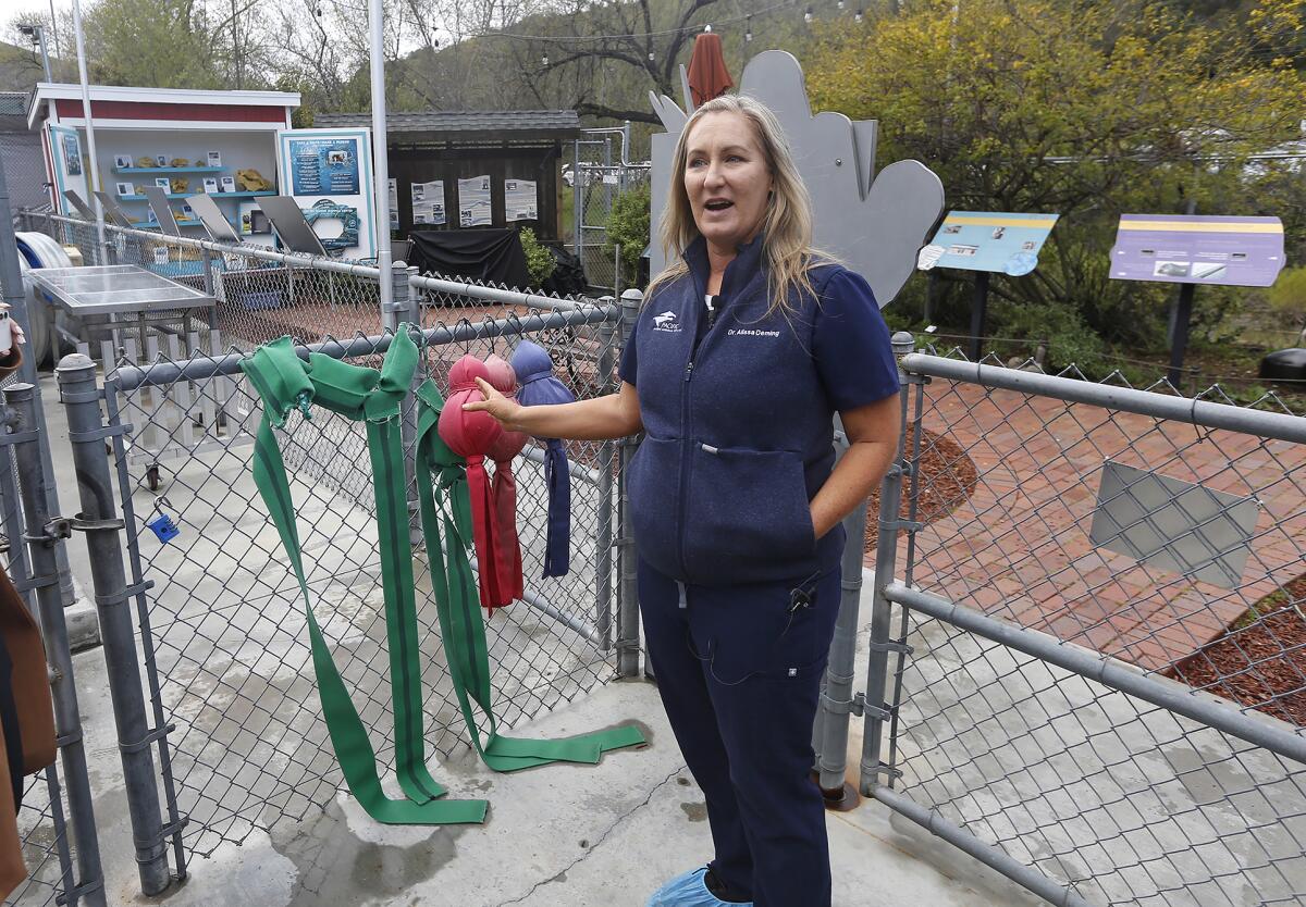 Dr. Alissa Deming gives a tour of the Pacific Marine Mammal Center's outdoor rehab pens in Laguna Beach on Wednesday.