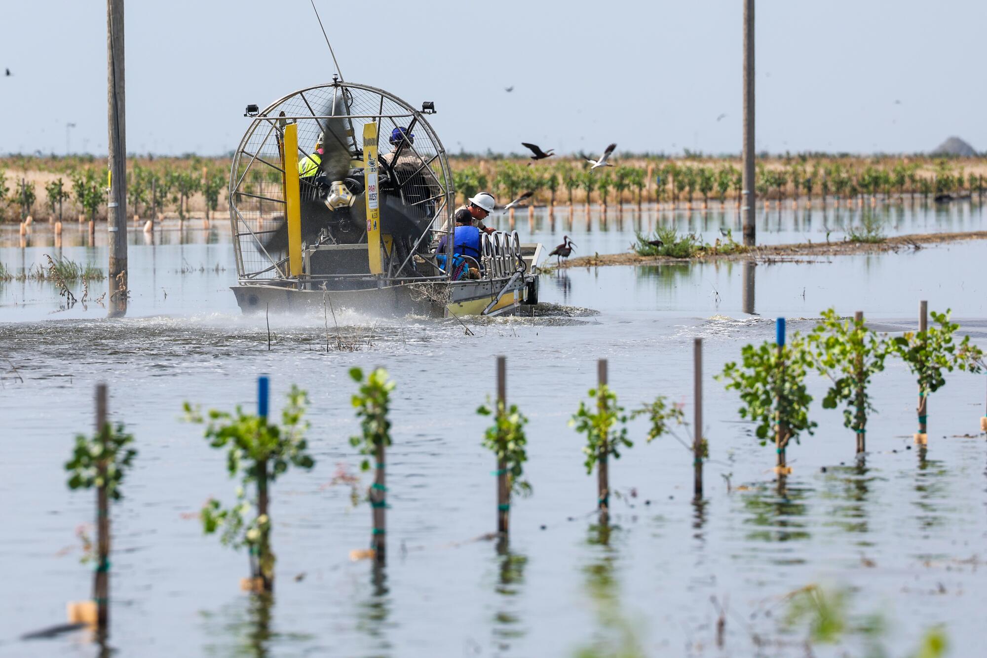 An airboat glides over the water of a flooded pistachio orchard.