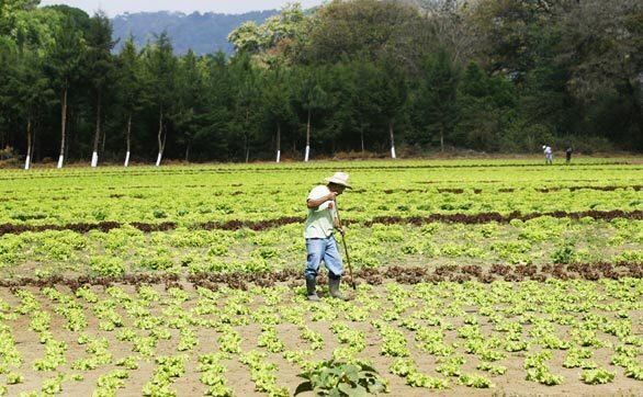 Guatemalan farm worker