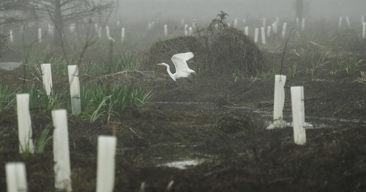 O que pode fazer com que a costa da Louisiana endureça contra furacões prejudiciais? Quatro anos e 30.000 árvores
