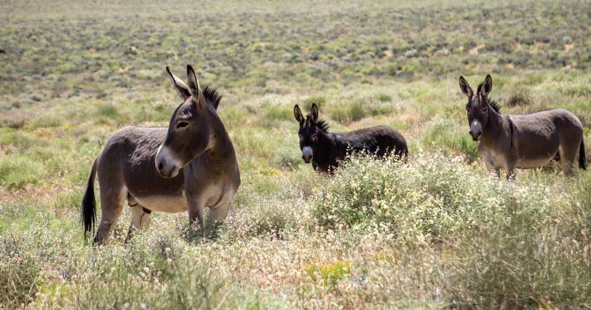 Two men plead guilty to shooting wild burros in Mojave Desert Two men plead guilty to shooting wild burros in Mojave Desert