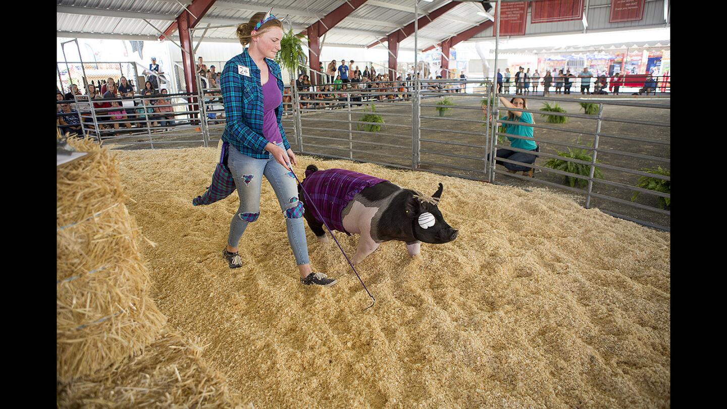 Photo Gallery: My Animal 'N Me Fashion Show at the Orange County Fair