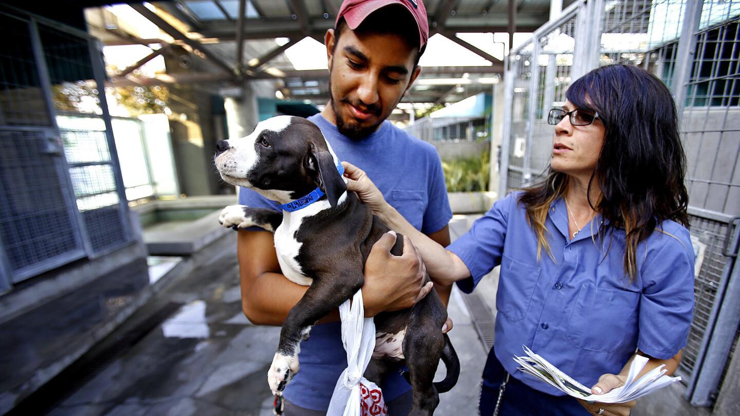 A dog's life on skid row