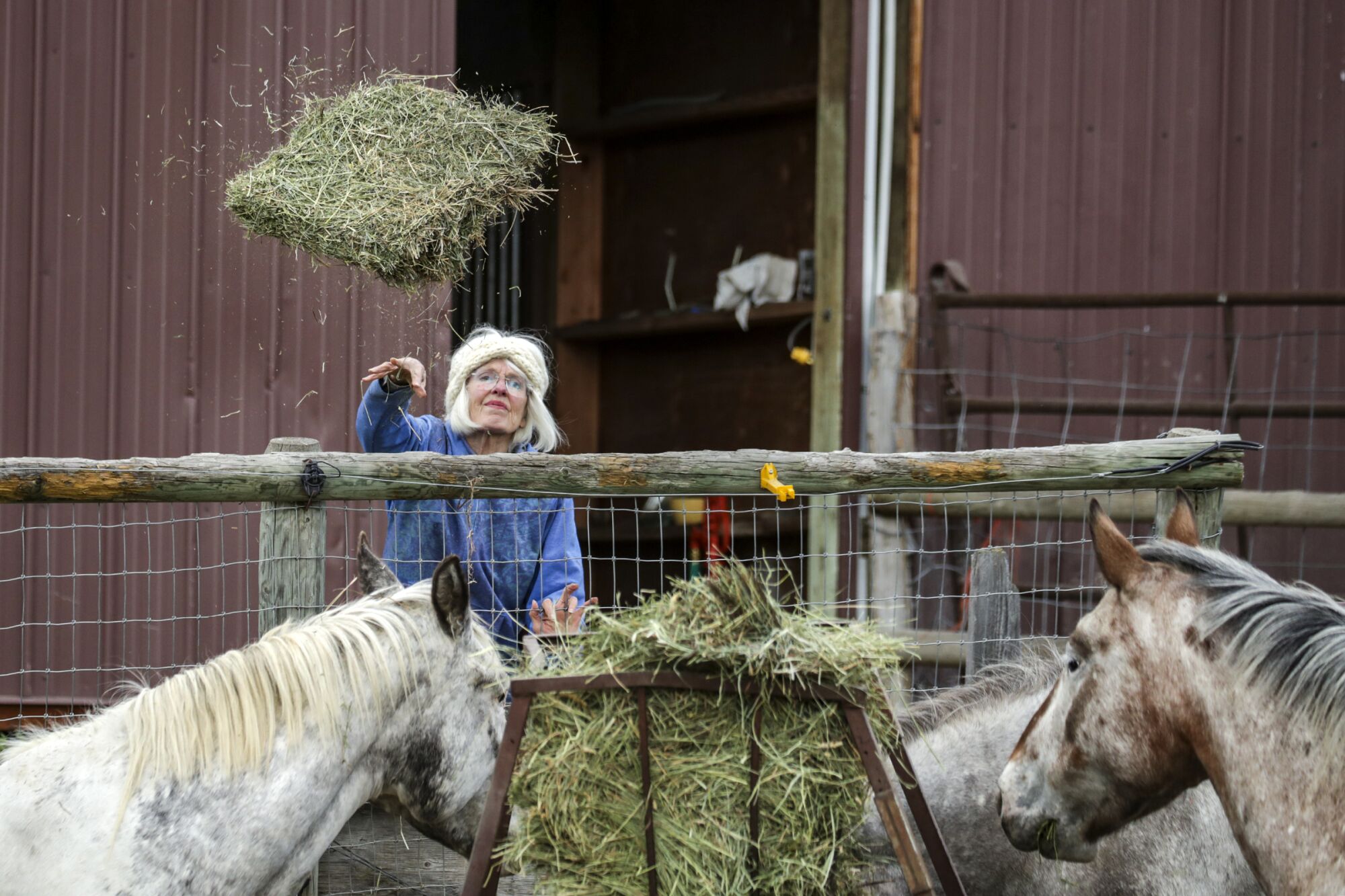 A woman tosses hay over a fence toward two horses 